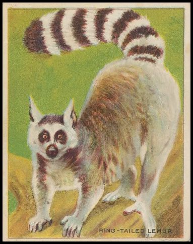 60 Ring-Tailed Lemur
